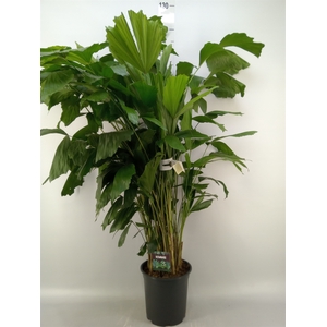 Caryota mitis