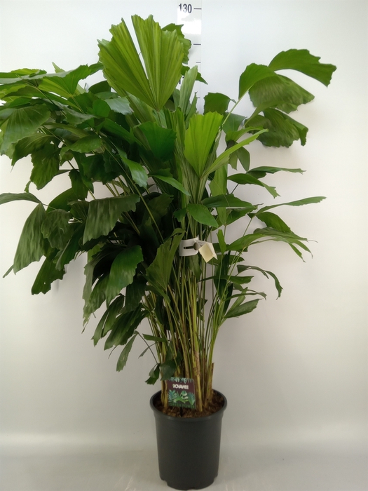 <h4>Caryota mitis</h4>