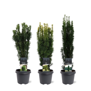 Taxus Up-Growing mix C5 (mix kan afwijken van de foto)