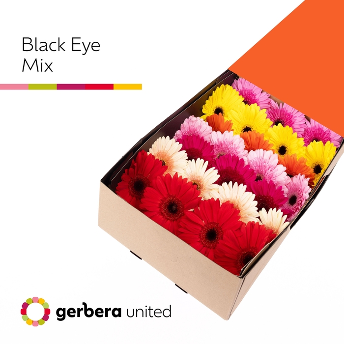 Gerbera Mix Zwart Hart Doos