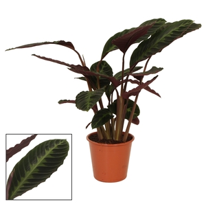 Calathea 19cm Warcewiczii