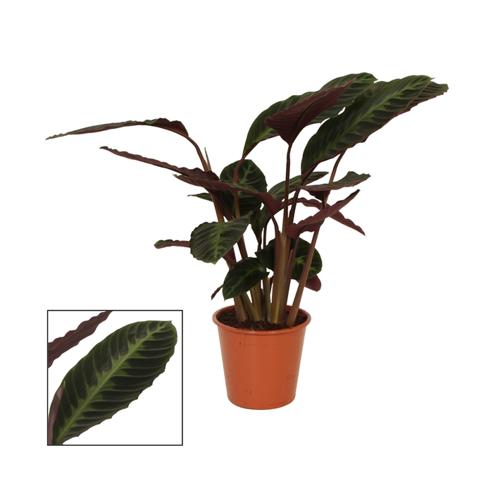 <h4>Calathea 19cm Warcewiczii</h4>