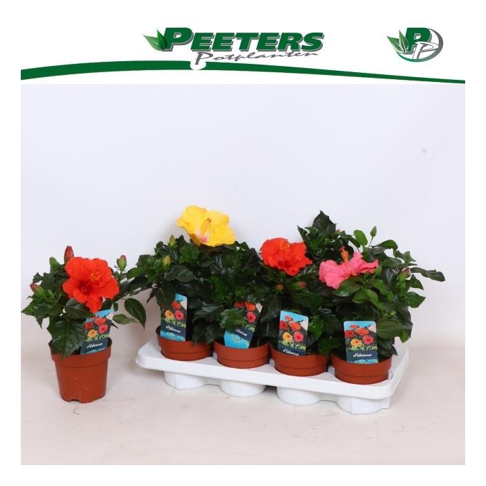 <h4>HIBIS SUNNY GEM</h4>