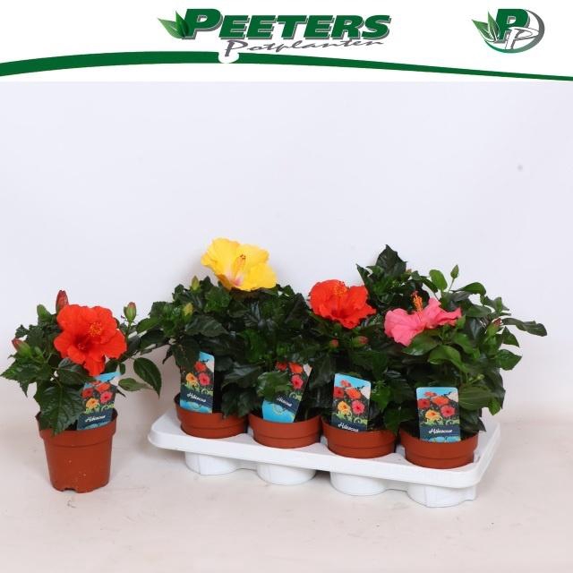 <h4>HIBIS SUNNY GEM</h4>