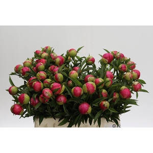 Paeonia Coral Charm