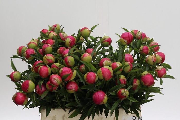 <h4>Paeonia Coral Charm</h4>