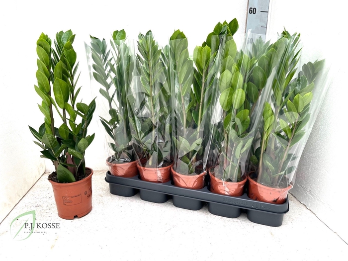 <h4>ZAMIO ZAMIIFOLIA</h4>