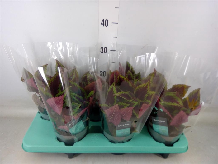 <h4>Plectranthus col. 'MSt Bourbon Str'</h4>