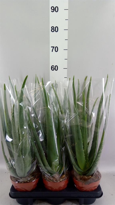 <h4>Aloe vera</h4>