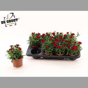 DIAN OSC CHERRY
