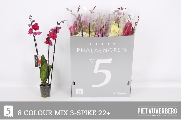 <h4>PHAL GEM 8 KL</h4>