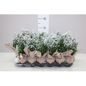 Chamaecyparis La Ellwoodii Snow Potcover Naturel
