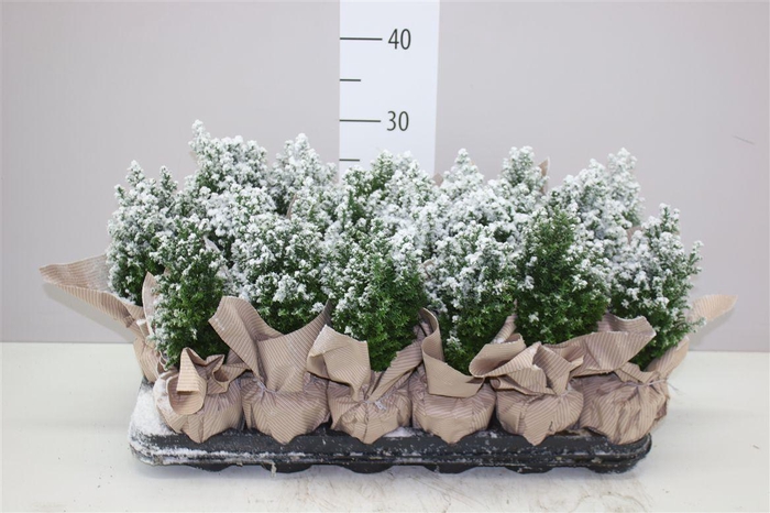 <h4>Chamaecyparis La Ellwoodii Snow Potcover Naturel</h4>