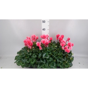 Cyclamen GR 'Halios Curly Litchi'
