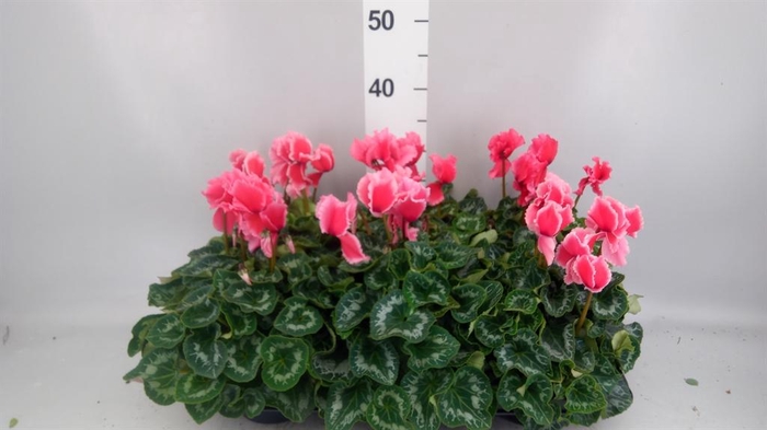 <h4>Cyclamen GR 'Halios Curly Litchi'</h4>