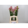 Nerine Bicolor Lipstick