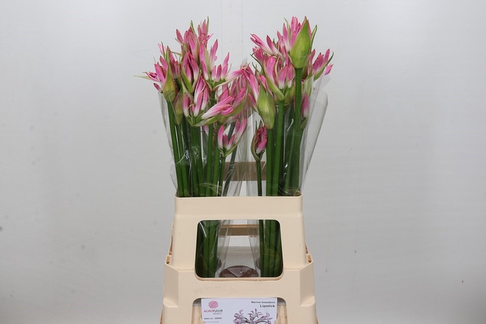 Nerine Bicolor Lipstick