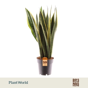 Sansevieria Laurentii