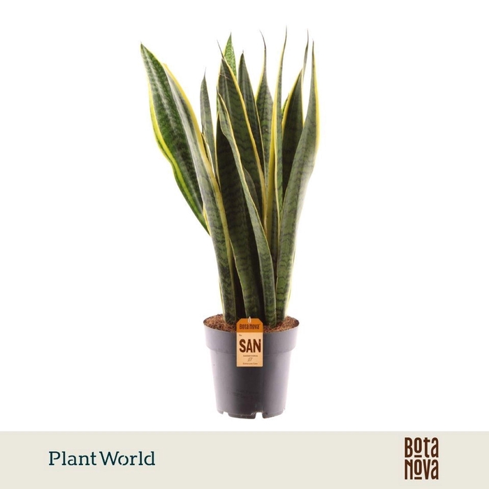 <h4>Sansevieria Laurentii</h4>