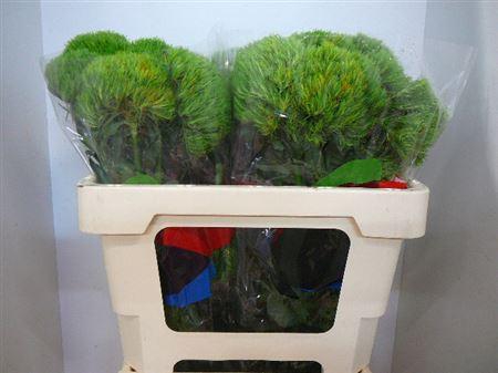 <h4>Di Barb Kiwi Mellow</h4>