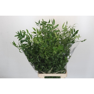 Ruscus Fine Long x4