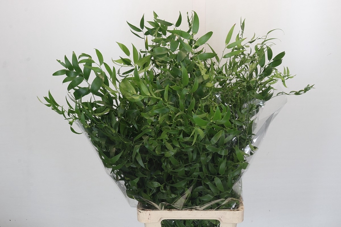 <h4>Ruscus Fine Long x4</h4>