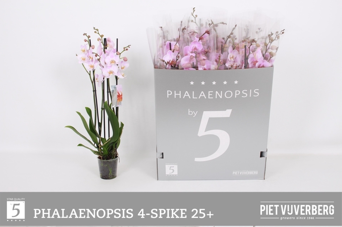 <h4>PHAL OV ROZE</h4>