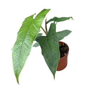 Alocasia Sulawesi Green Carpet