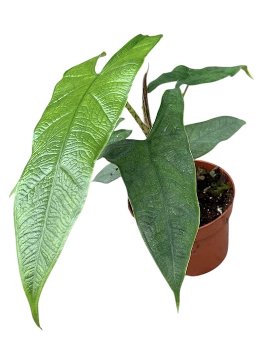 <h4>Alocasia Sulawesi Green Carpet</h4>