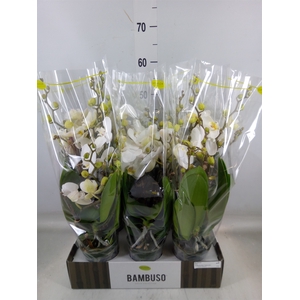 Phalaenopsis   ...white