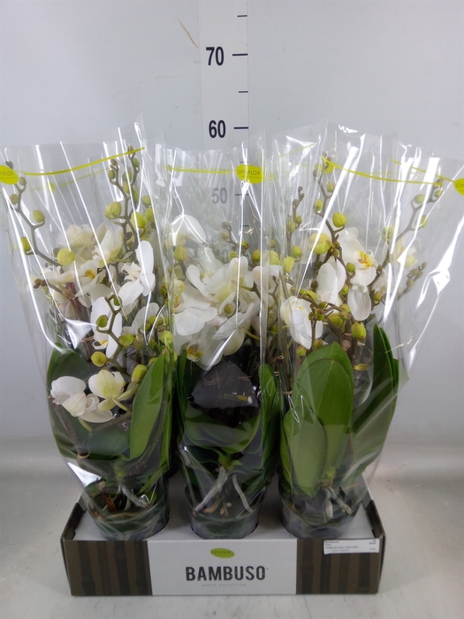 <h4>Phalaenopsis   ...white</h4>