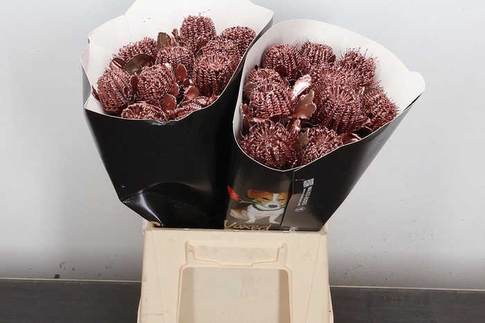 <h4>Banksia Speciosa</h4>