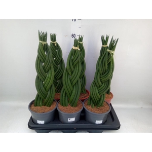 Sansevieria cyl.  ...