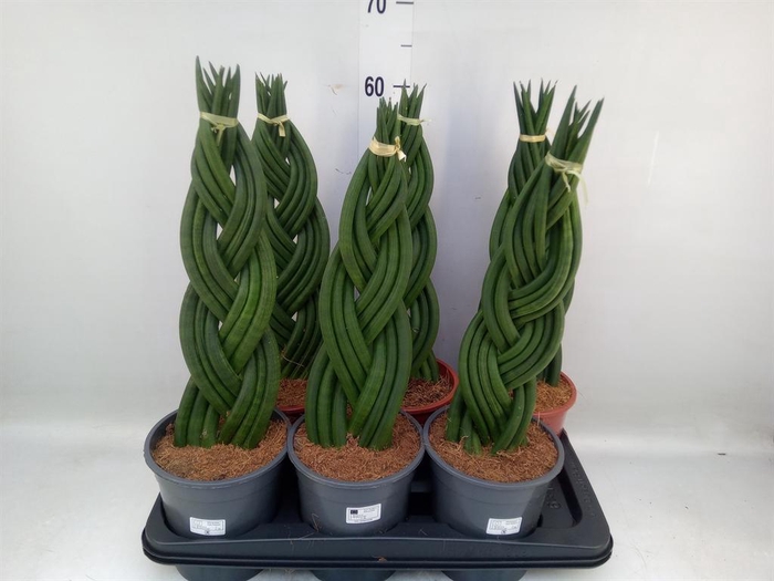 <h4>Sansevieria cyl. ...</h4>