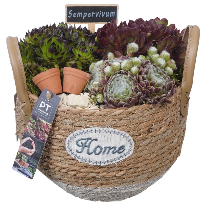 <h4>PTS7473 Arrangement Sempervivum in rieten mand</h4>