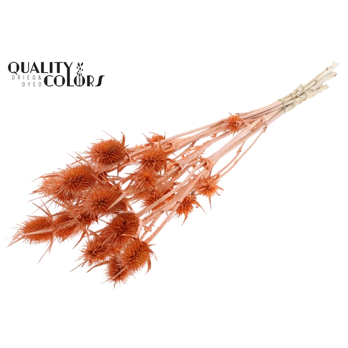 <h4>Cardi Distel 10pc/bunch 55cm Pearl Orange</h4>