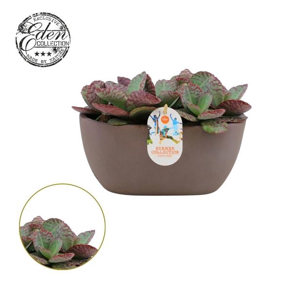 <h4>Kalanchoe humilis 25cm Summer Collection</h4>