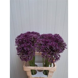 Allium Grootbloemig Atlas