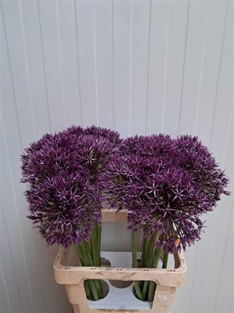 <h4>Allium Grootbloemig Atlas</h4>