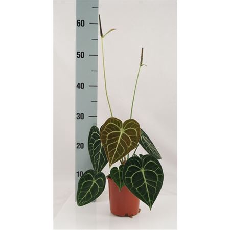 <h4>Anthurium Clarinervium</h4>