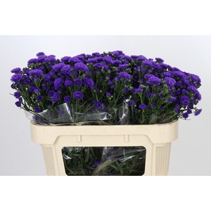 Aster Astee Dark Milka