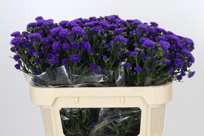 <h4>Aster Astee Dark Milka</h4>