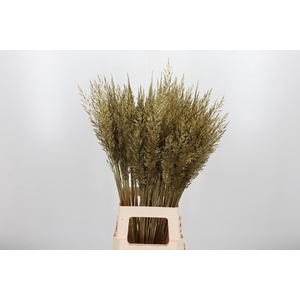 Calamagrostis Kl Bh Goud