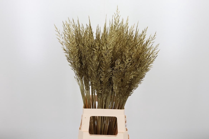 <h4>Calamagrostis Kl Bh Goud</h4>