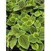 Persicaria capitata