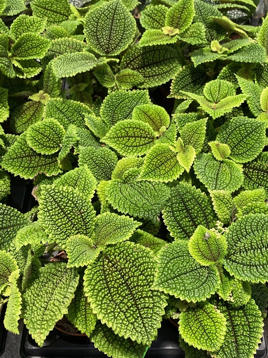 Persicaria capitata