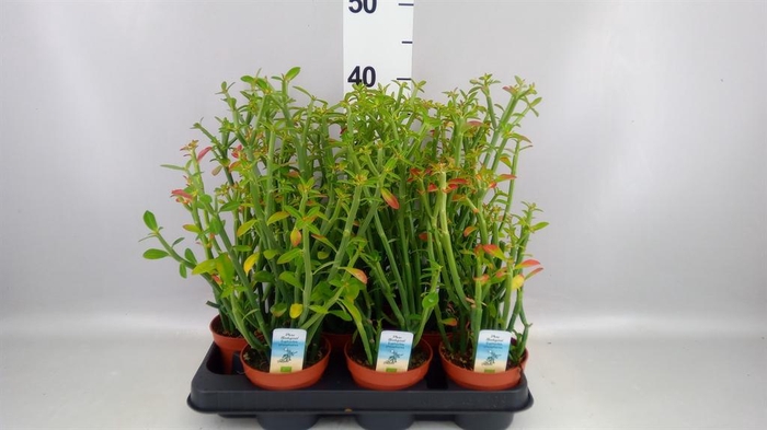 <h4>Euphorbia   ...</h4>