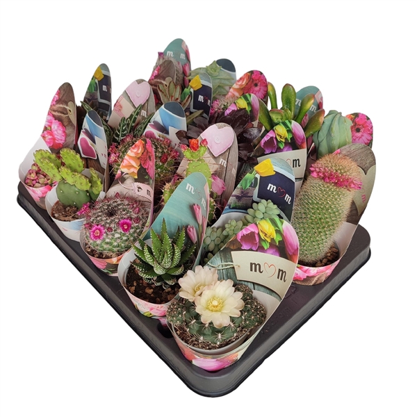 <h4>MIX CACTUS AND SUCCULENTS POT Ø 6,5 -MOTHER'S DAY POTCOVER- TRAY 20 PCS (CACTUS EN SUCCULENTEN)</h4>