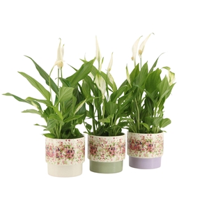 7501377: Solutionss Consideration Spathiphyllum Cupido