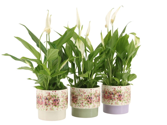 <h4>7501377: Solutionss Consideration Spathiphyllum Cupido</h4>